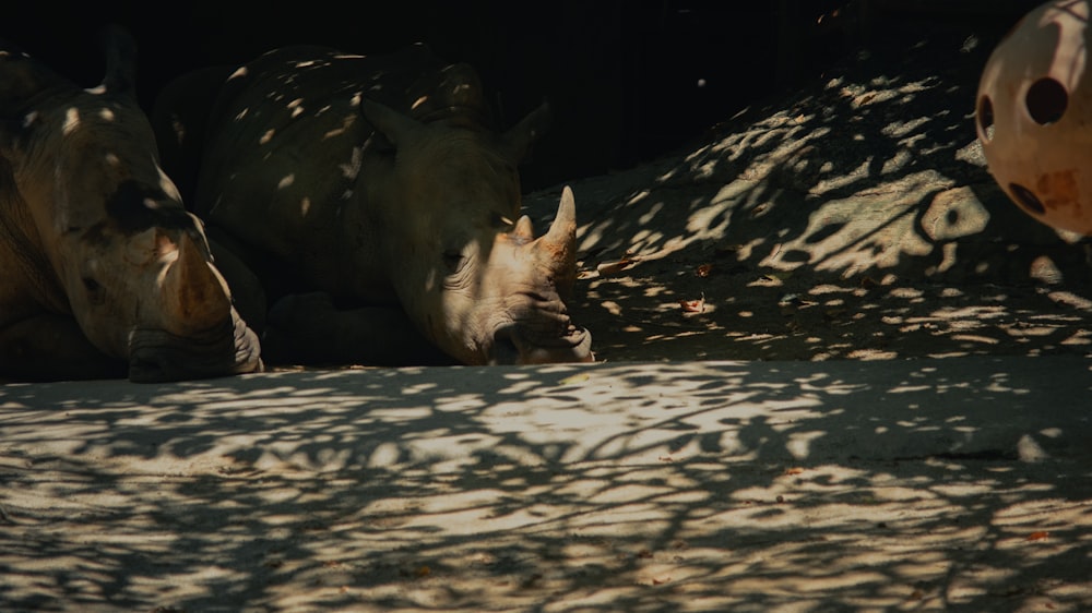 brown horse lying on ground