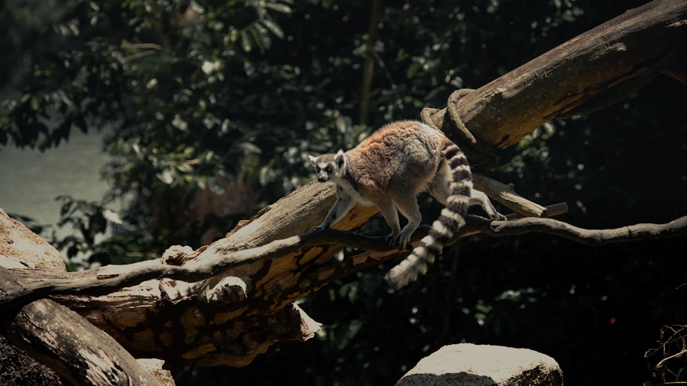 white and black animal on brown tree branch during daytime