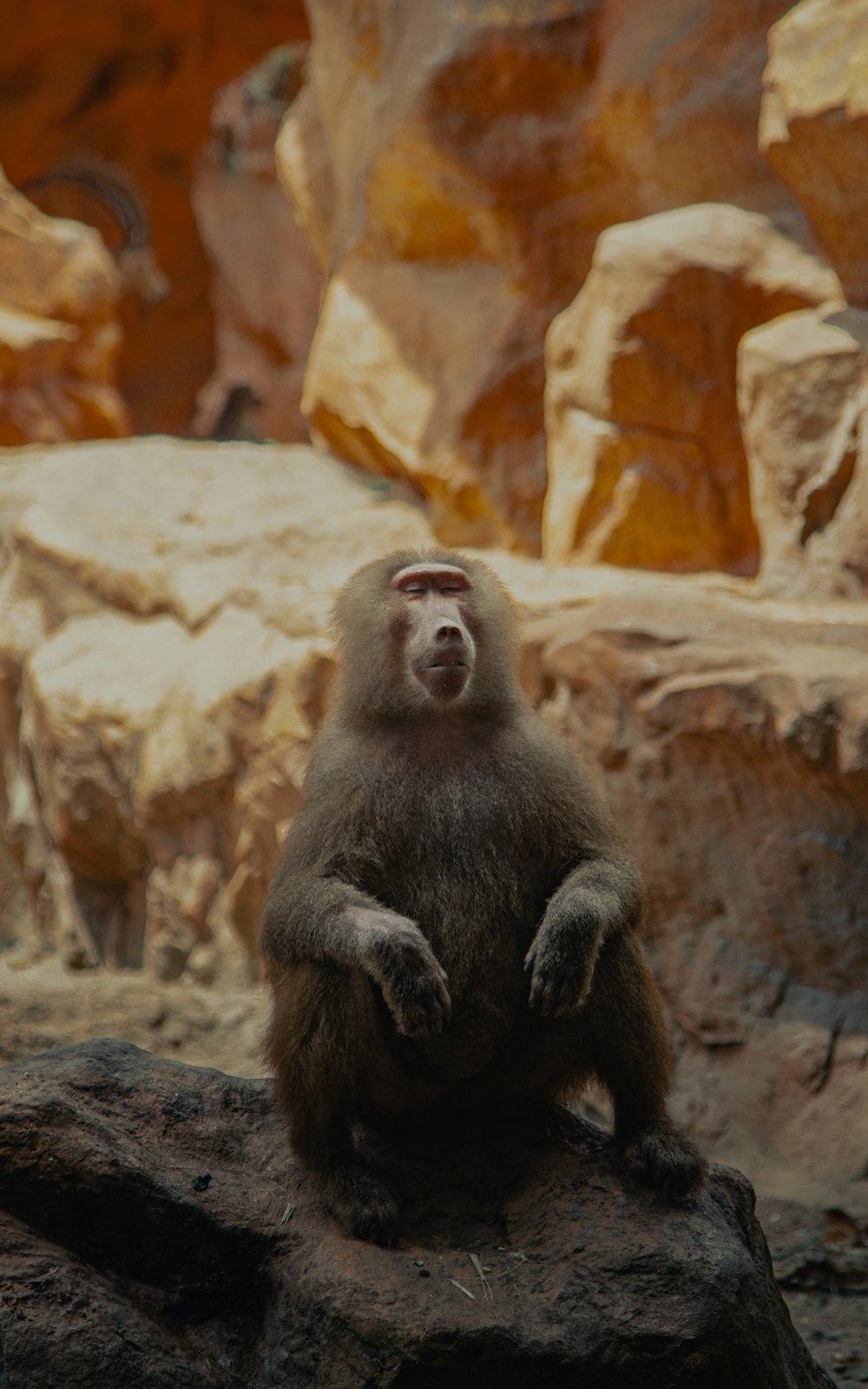macaco preto sentado na rocha durante o dia