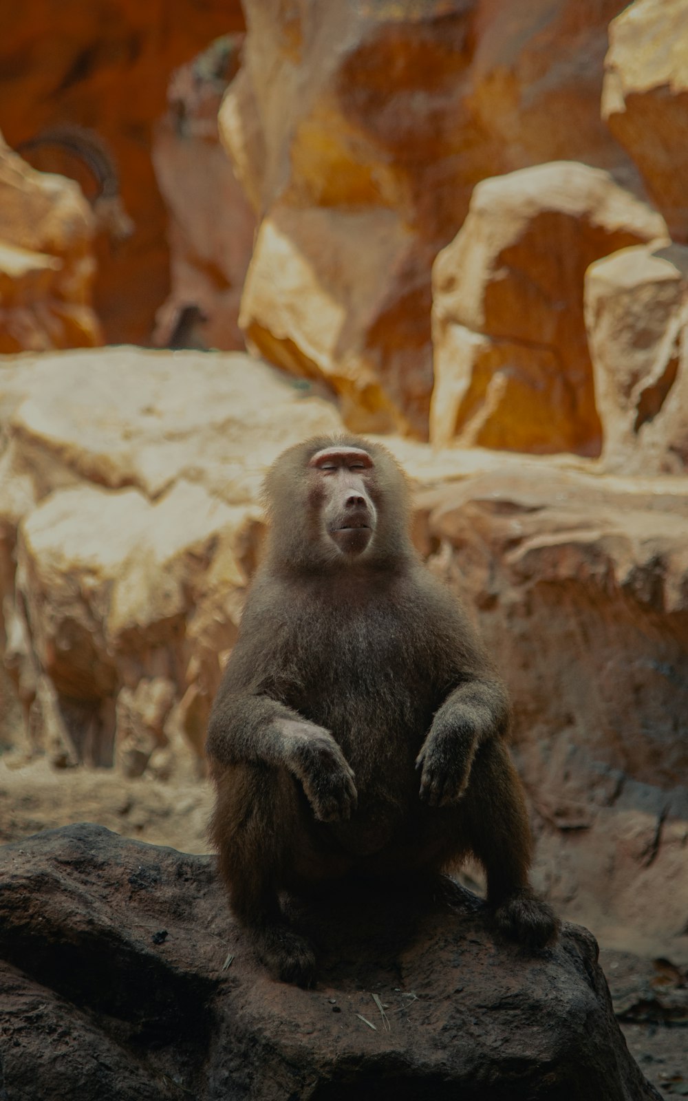 black monkey sitting on rock during daytime