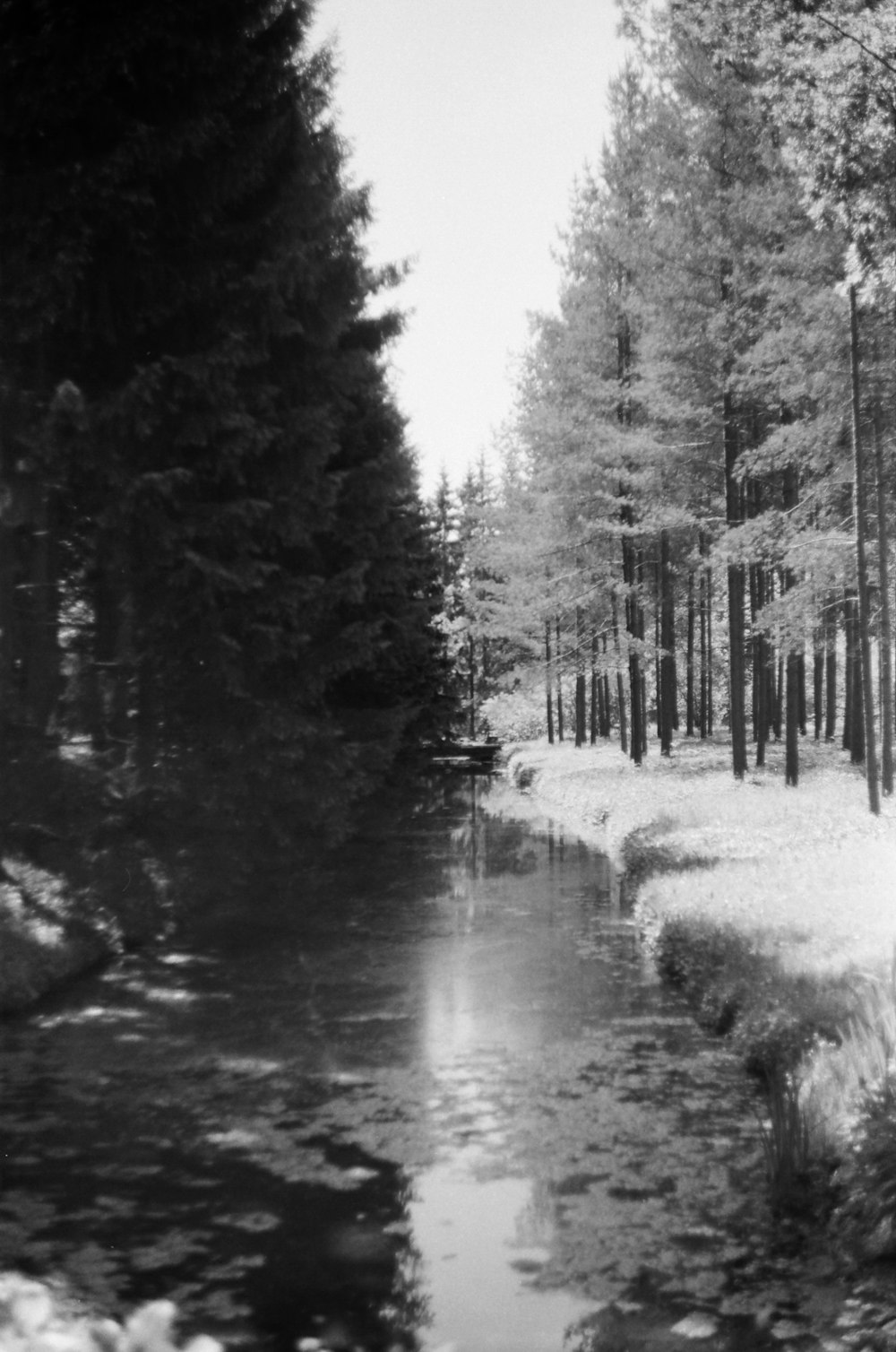 snow covered trees and road during daytime