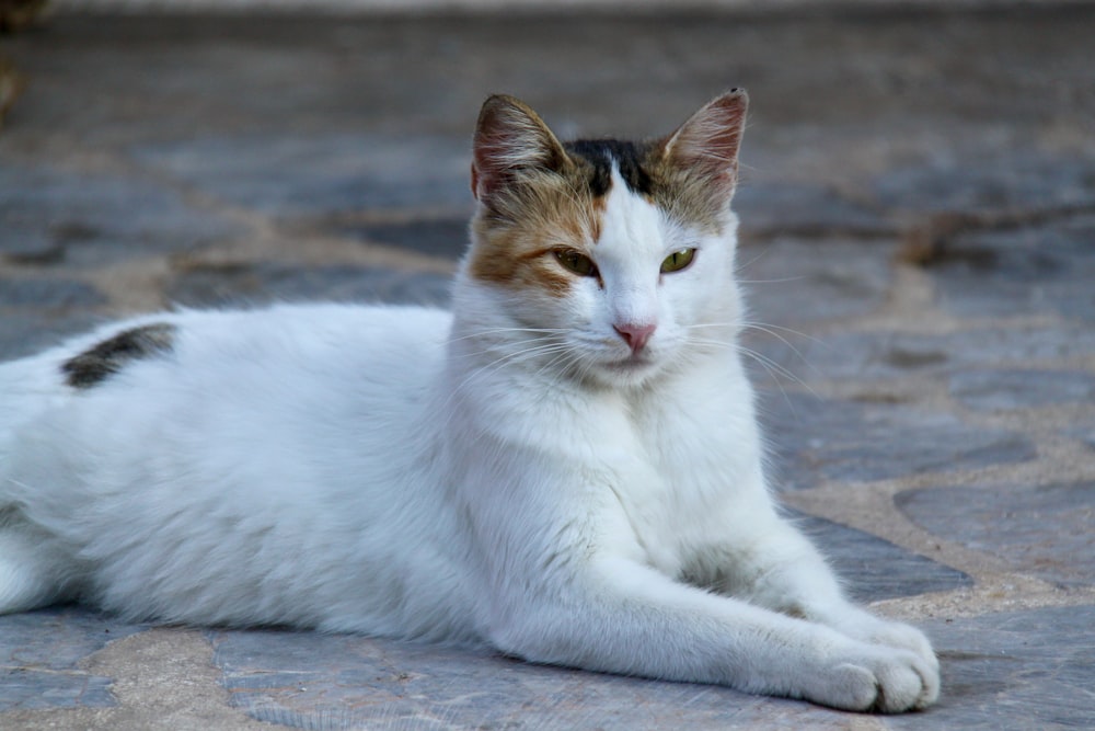 white and brown cat lying on gray concrete floor
