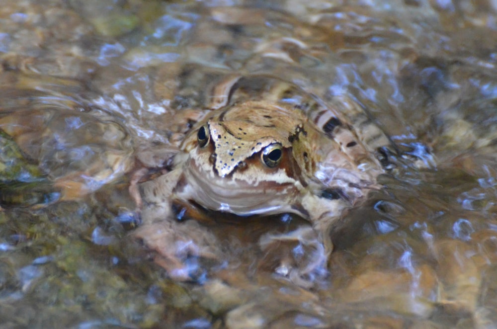 brown and white frog on water