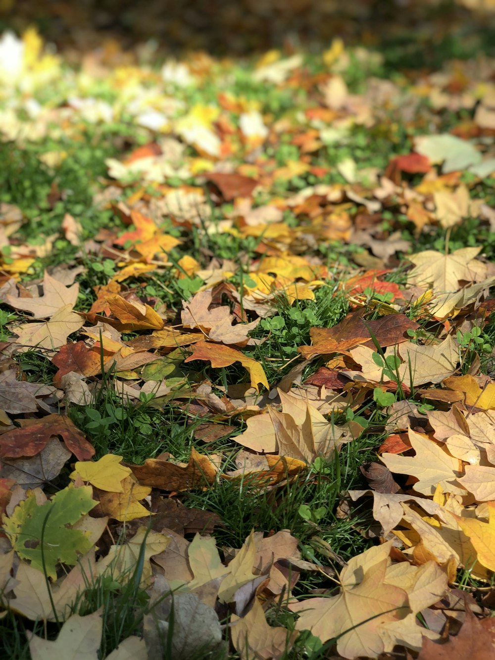 brown dried leaves on green grass during daytime