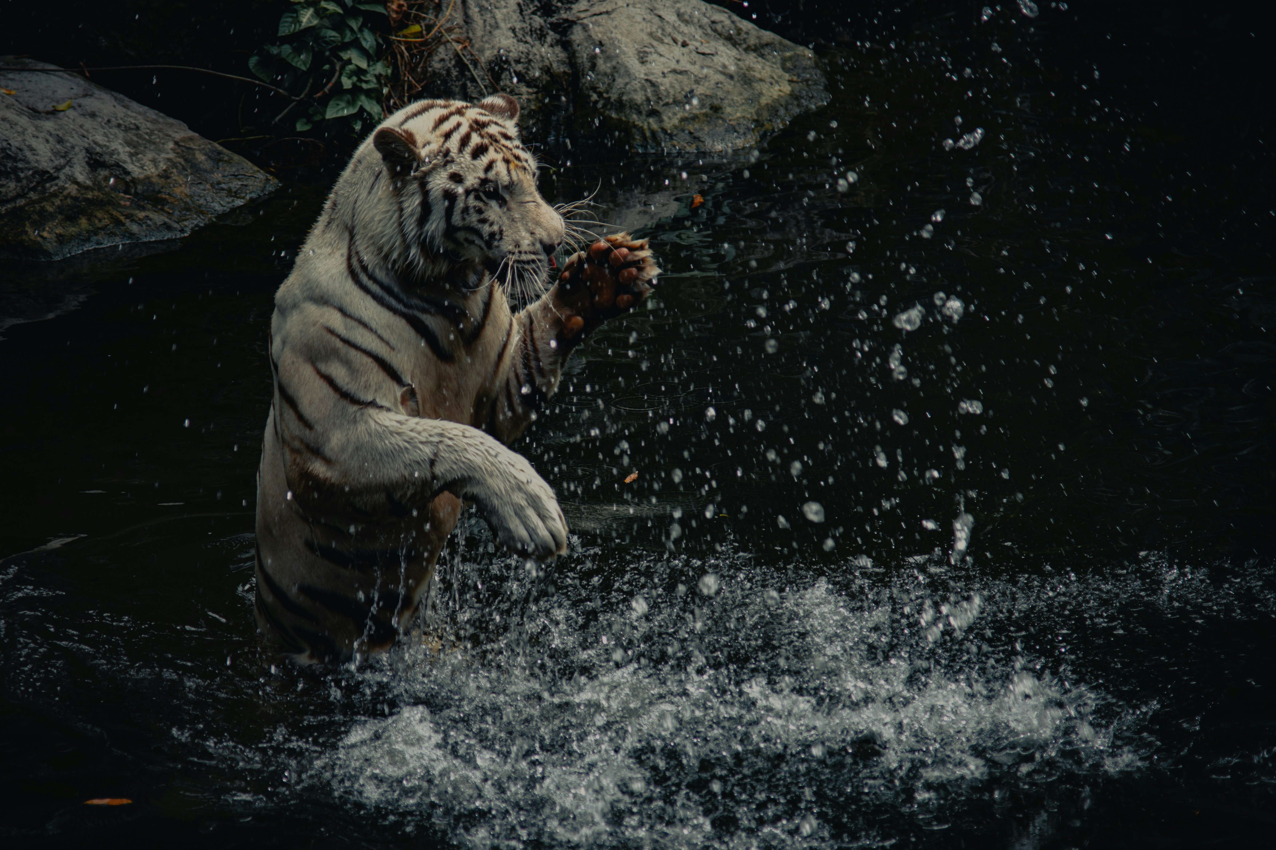 tigre blanc et noir sur l’eau
