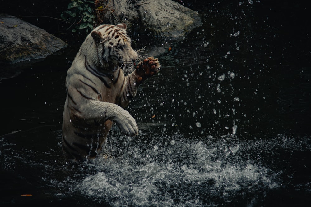 white and black tiger on water