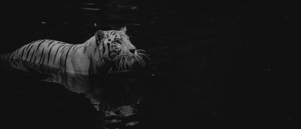 grayscale photo of tiger on water