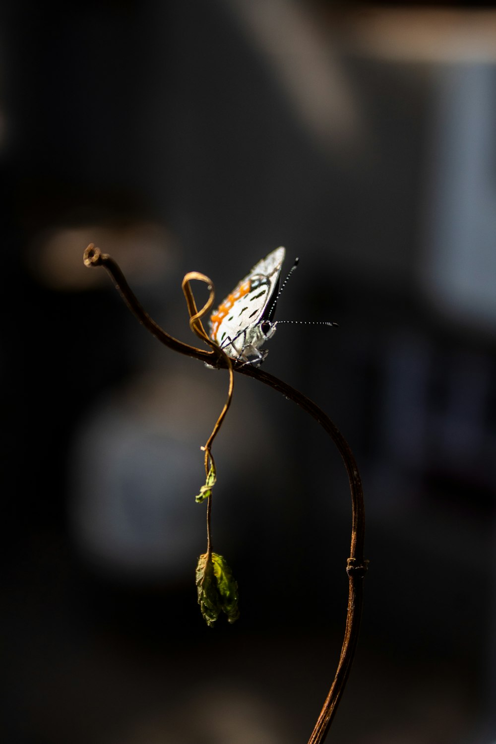 white and black butterfly on green plant