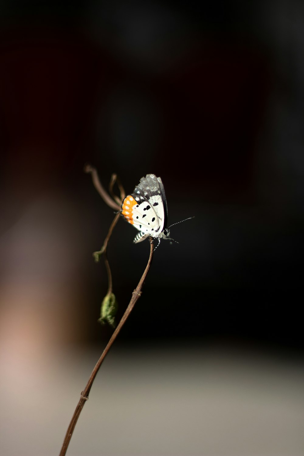 white and black butterfly perched on green plant