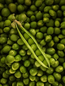 Macro shot of Pisum sativum seeds nestled inside an open pod, showcasing their smooth texture.