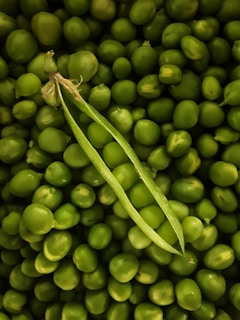 Macro shot of Pisum sativum seeds nestled inside an open pod, showcasing their smooth texture.