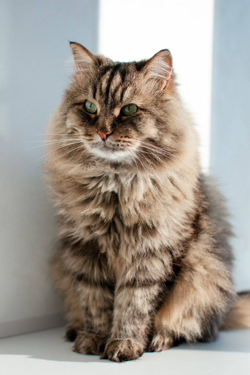 brown and white long fur cat