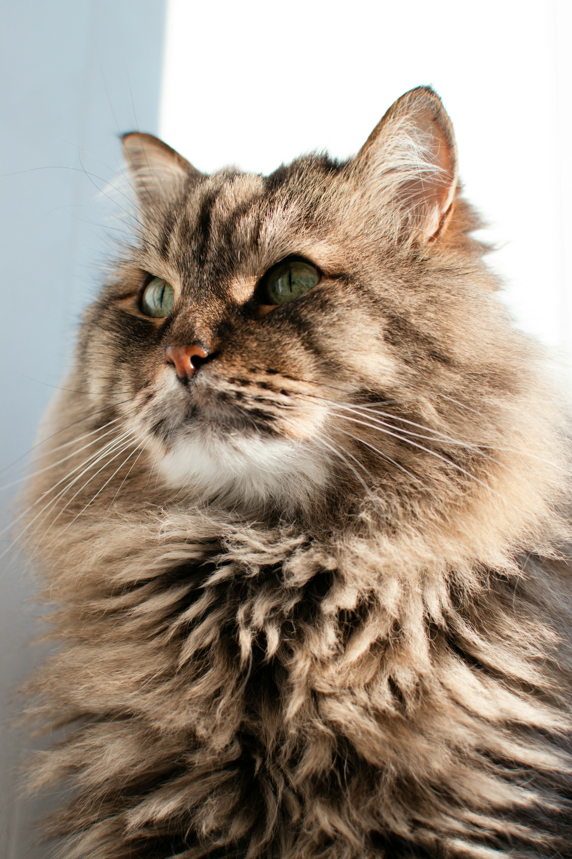 A majestic British Longhair cat perched on a rustic wooden fence, bathed in warm afternoon sunlight highlighting its rich cream-colored fur.