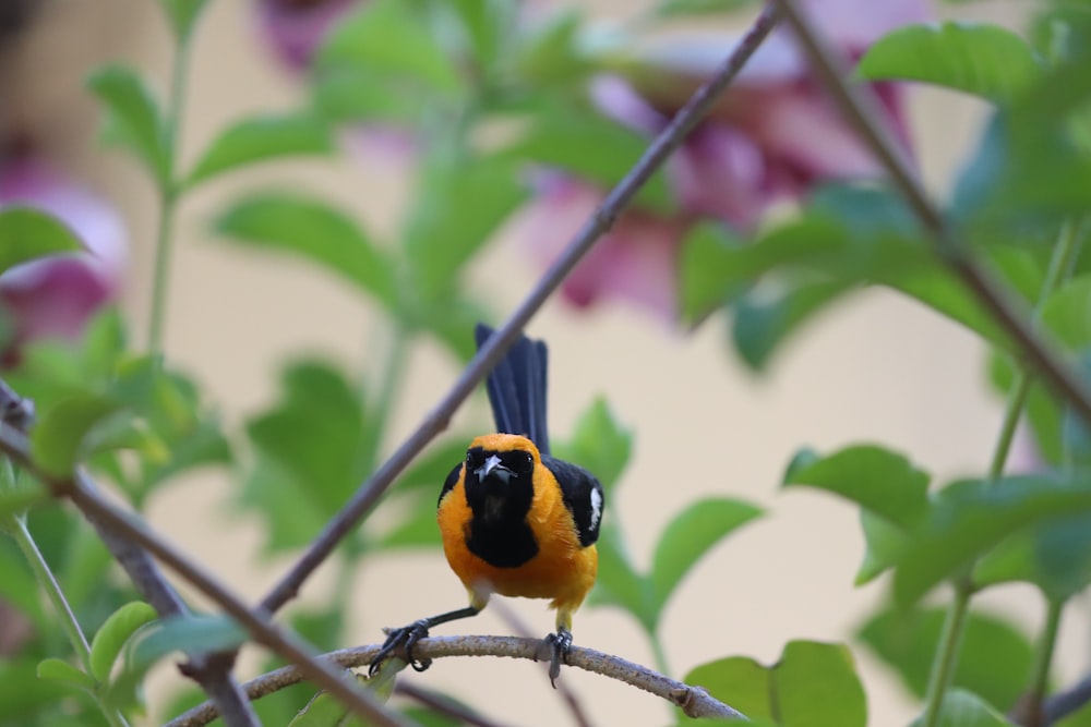 yellow and black bird on brown metal fence during daytime