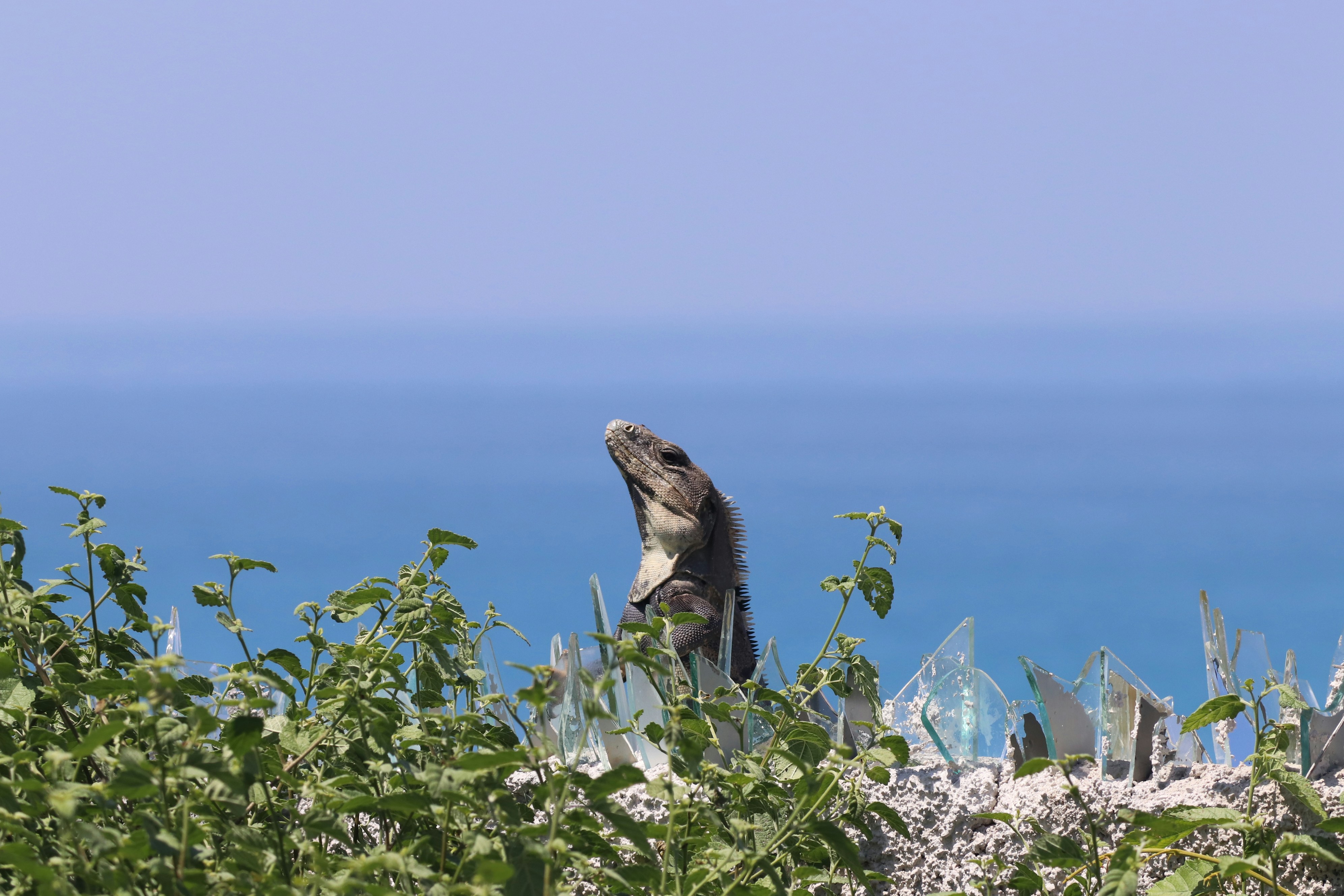 black and brown lizard on green plant during daytime, Iguana on the lookout in Isla Mujeres, Mexico