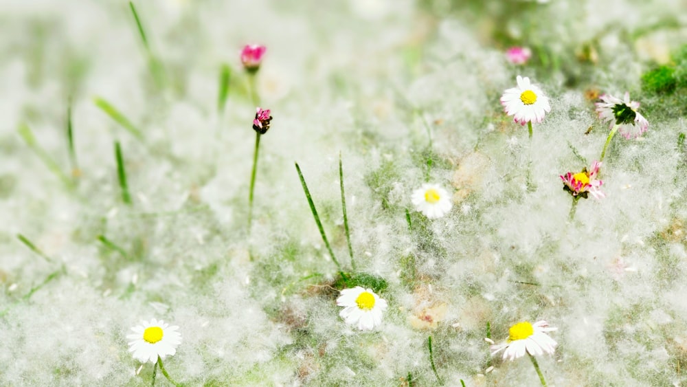 white and pink flowers in tilt shift lens