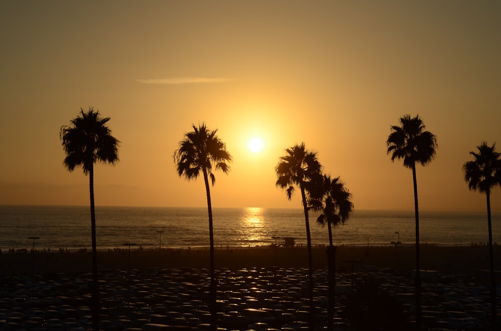 silhouette of palm trees during sunset