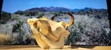 Intricate antler and cow skull design displayed against a backdrop of mountain scenery.