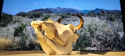 A large animal skull with prominent horns is displayed against a backdrop of a desert landscape with mountains and sparse vegetation.