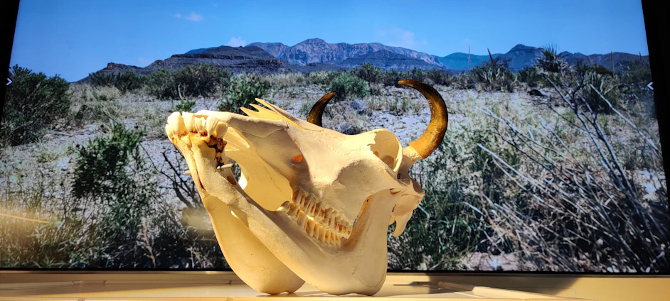 Close-up of a handcrafted cattle skull artwork with intricate painting and horn restoration, set against a warm desert background.