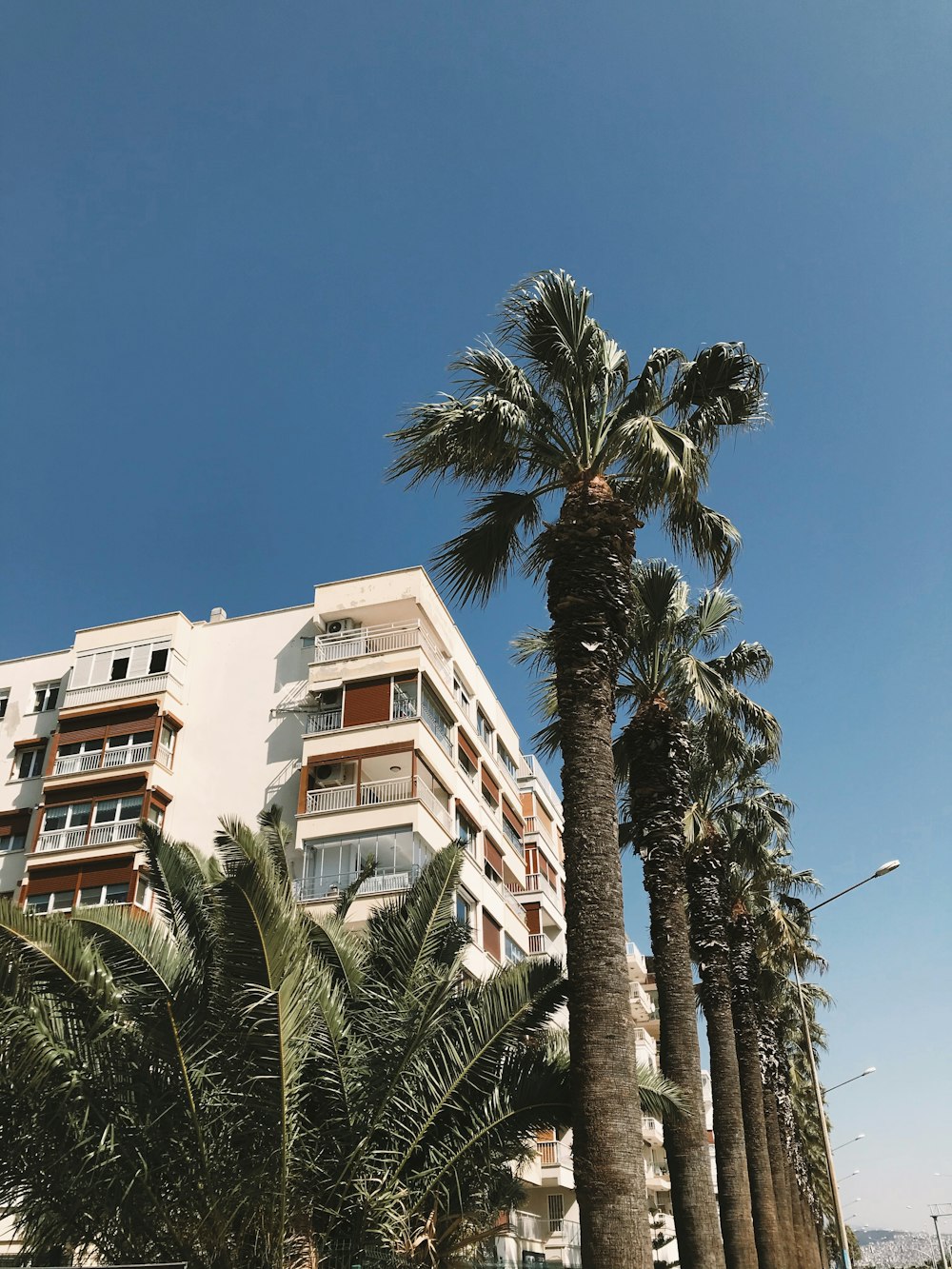 green palm tree near white concrete building during daytime