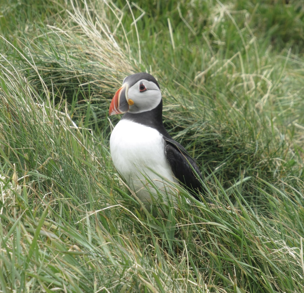 white and black bird on green grass during daytime