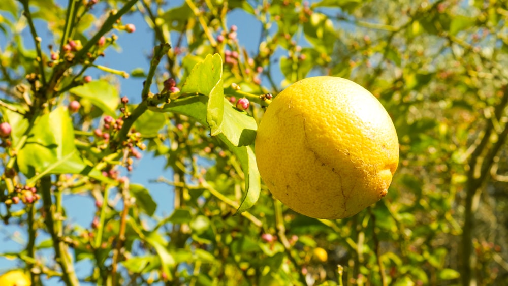 Fruta amarilla de limón en el árbol