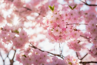 pink cherry blossom in close up photography