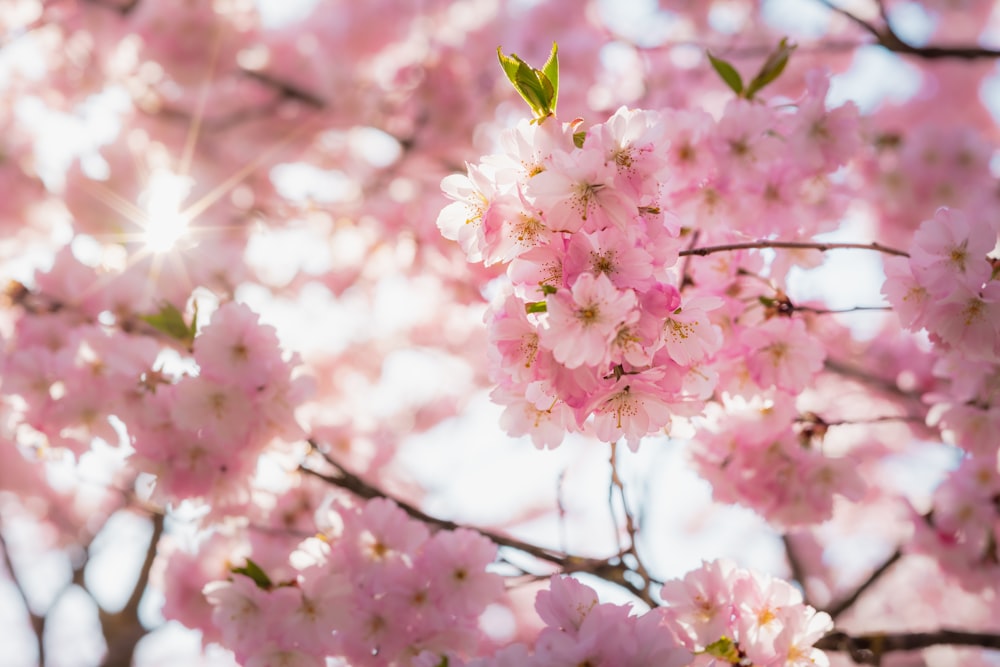 pink cherry blossom in close up photography