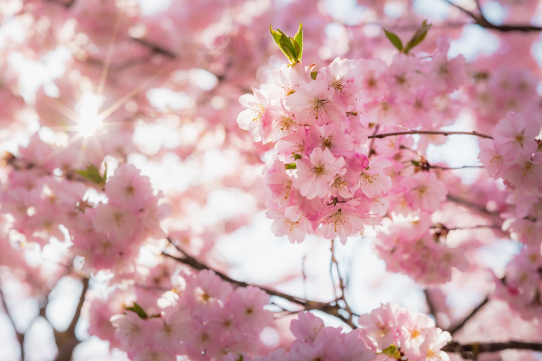 10 American Cities to Be Showered by Spring&#8217;s Pink Petals in 2024