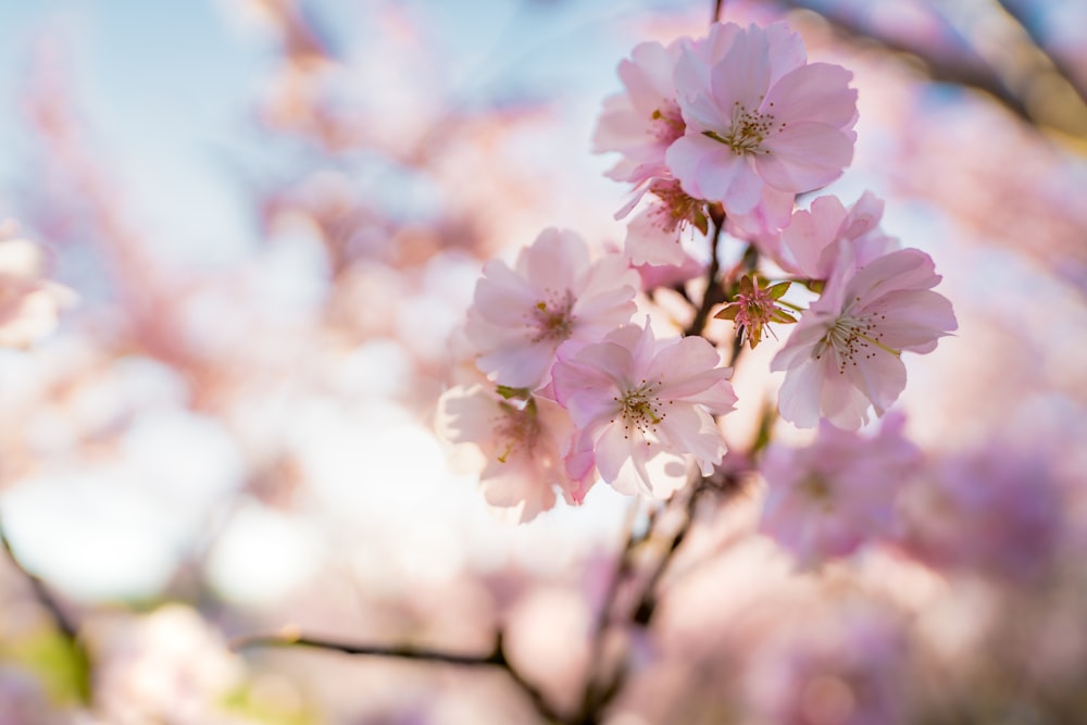 pink cherry blossom in bloom during daytime