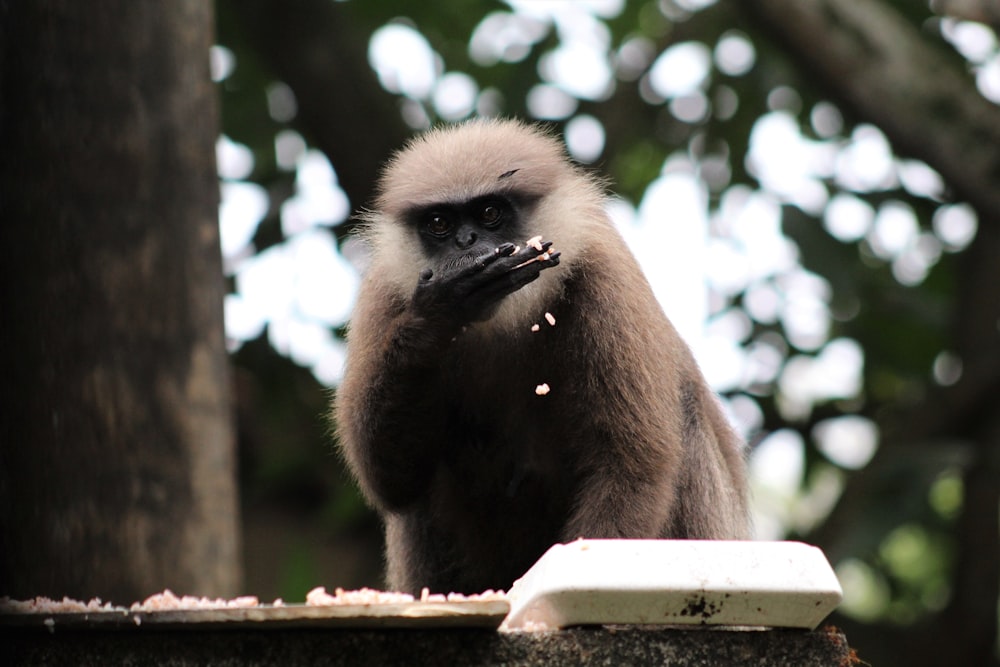 brown monkey on brown wooden fence during daytime