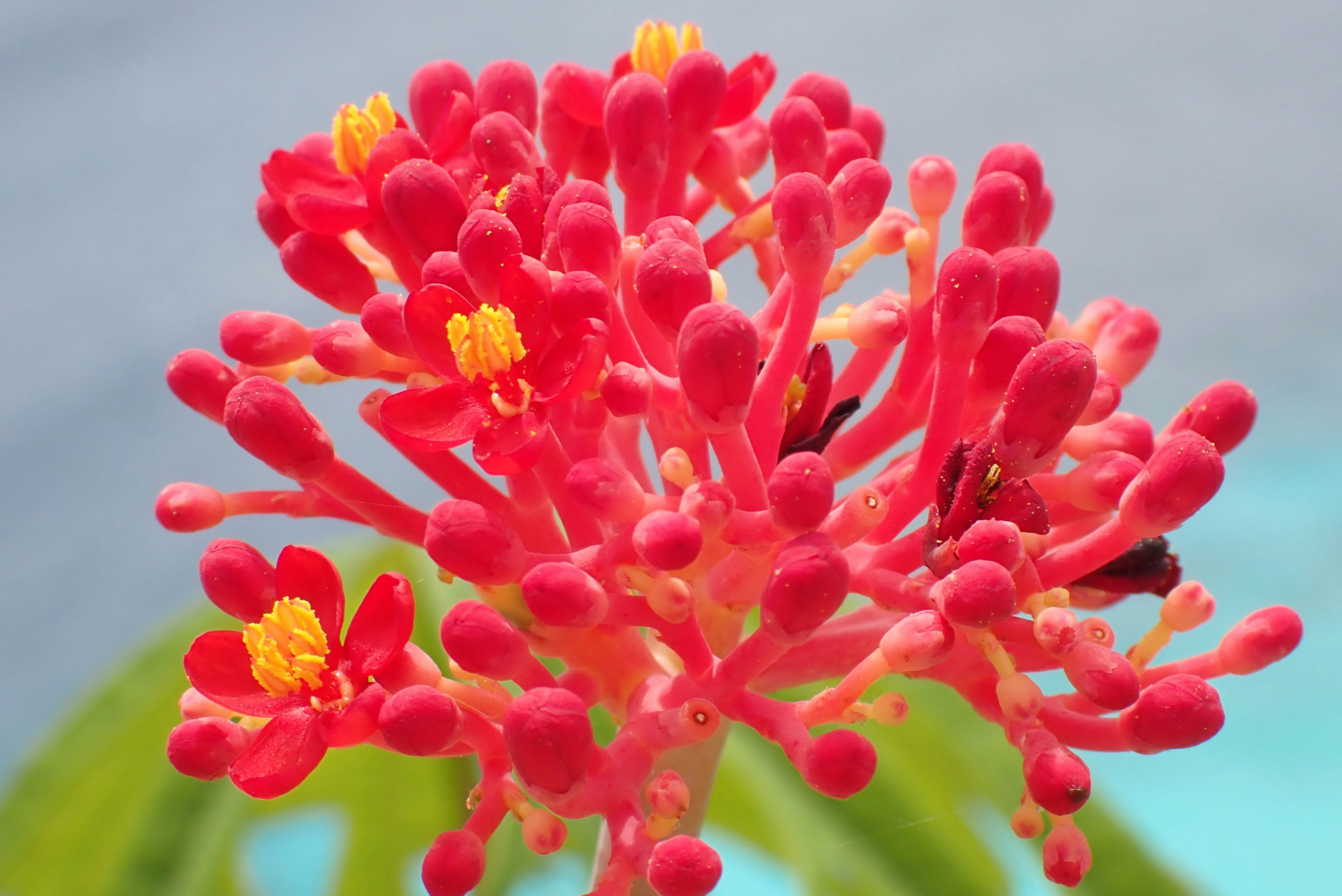 A close-up shot of a sprouting red flower that can be found in Bonaire