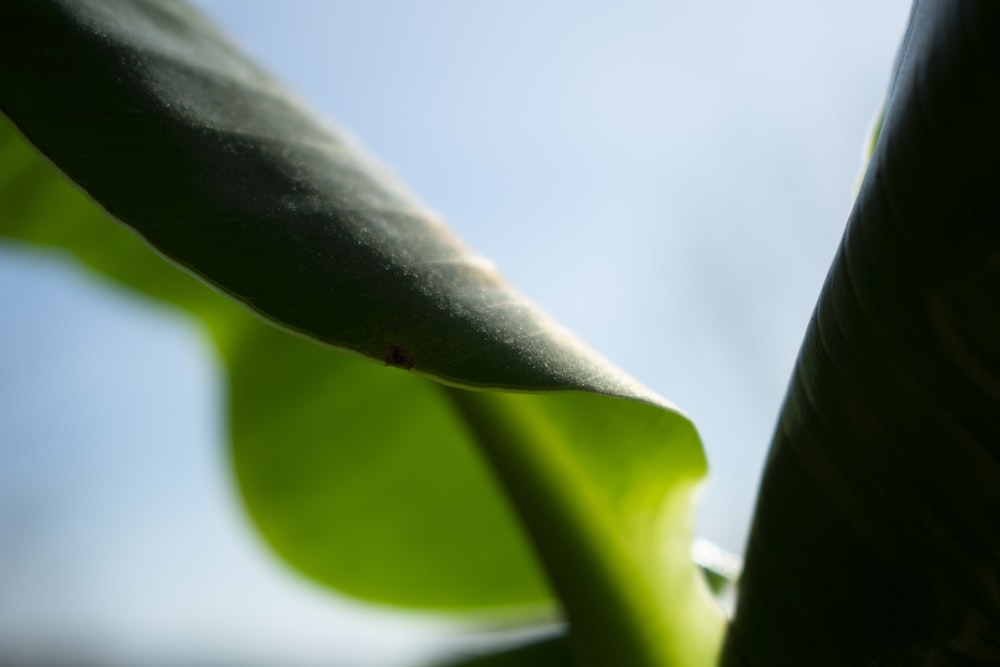 green leaf in close up photography