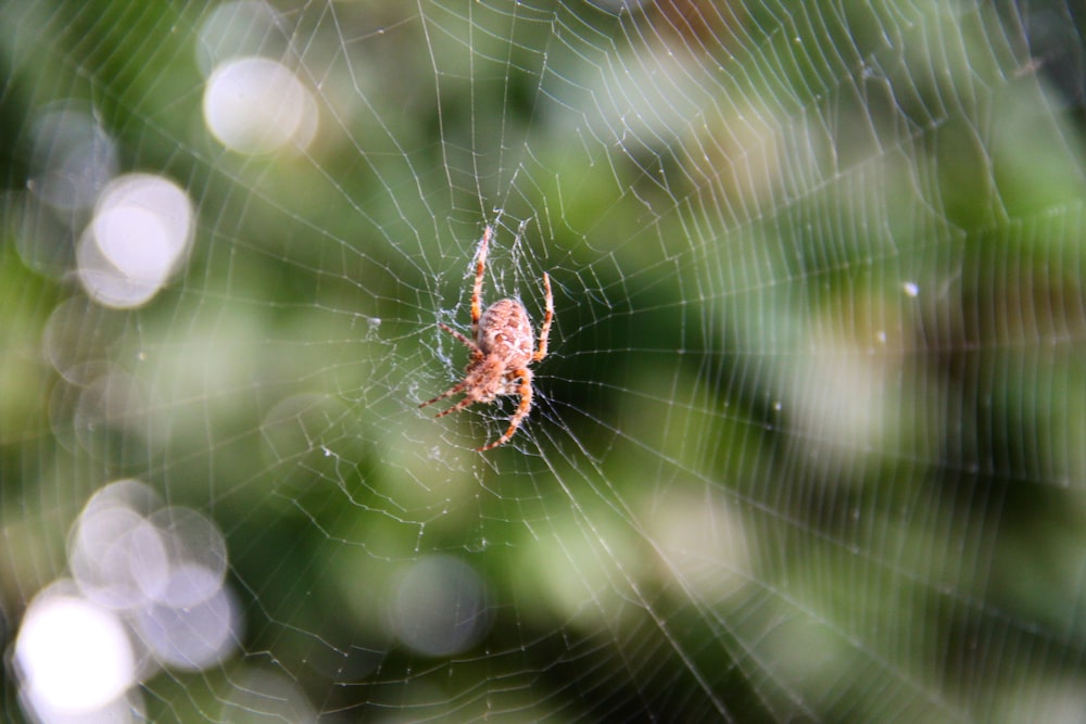 brown spider on web in close up photography during daytime