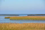A vibrant coastal wetland teeming with birds and marine life under a clear blue sky