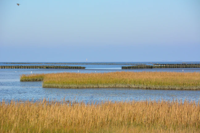 A vibrant coastal wetland teeming with birds and marine life under a clear blue sky