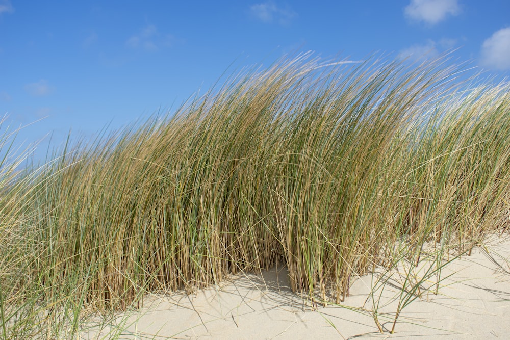 green grass on white sand under blue sky during daytime