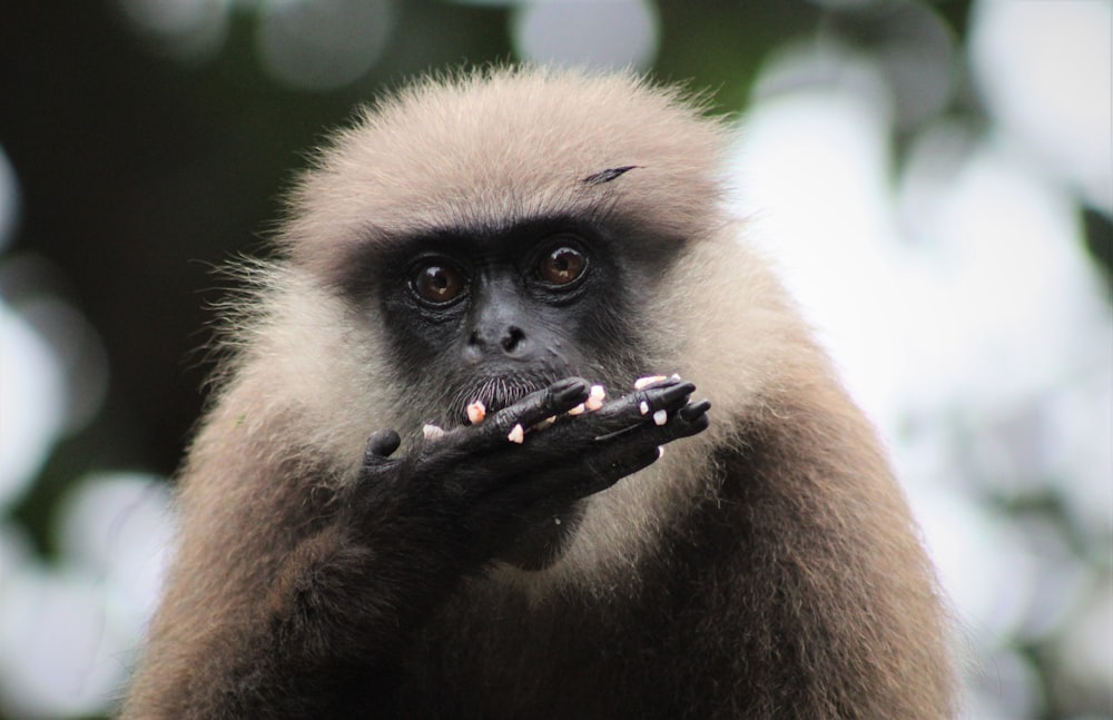 brown and white monkey in close up photography