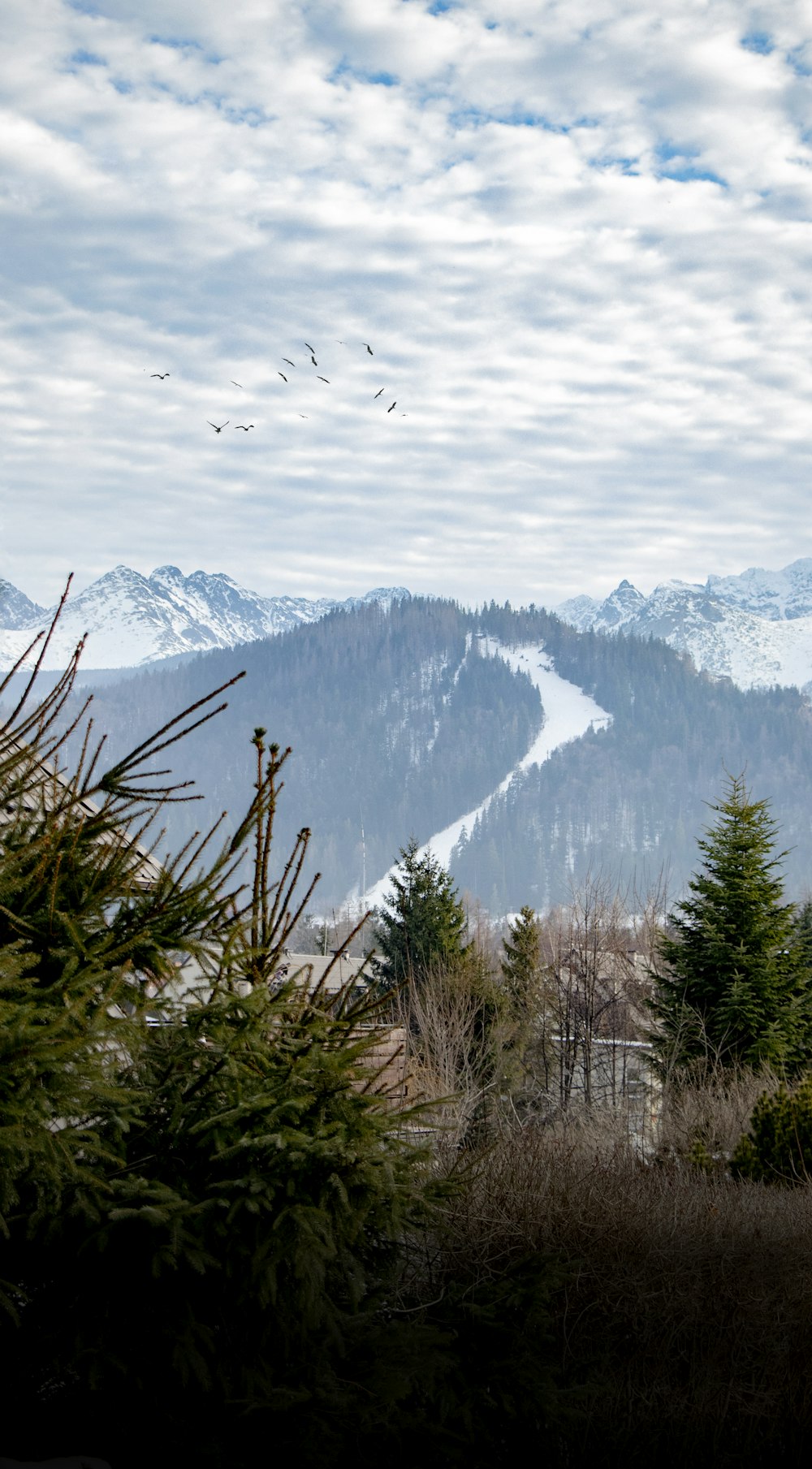 birds flying over snow covered mountains during daytime