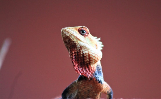 A close-up of a lizard with textured scales and vivid coloring. The lizard's head is tilted slightly upward, showcasing its detailed pattern and sharp eye. The background is a smooth, solid color that contrasts with the intricate features of the lizard.