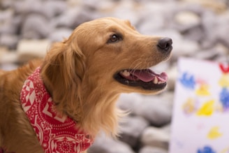 dogAdvisor | dog Advisor | dogadvisor.dog | dog Advisor