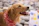 golden retriever wearing red and white scarf