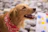 golden retriever wearing red and white scarf