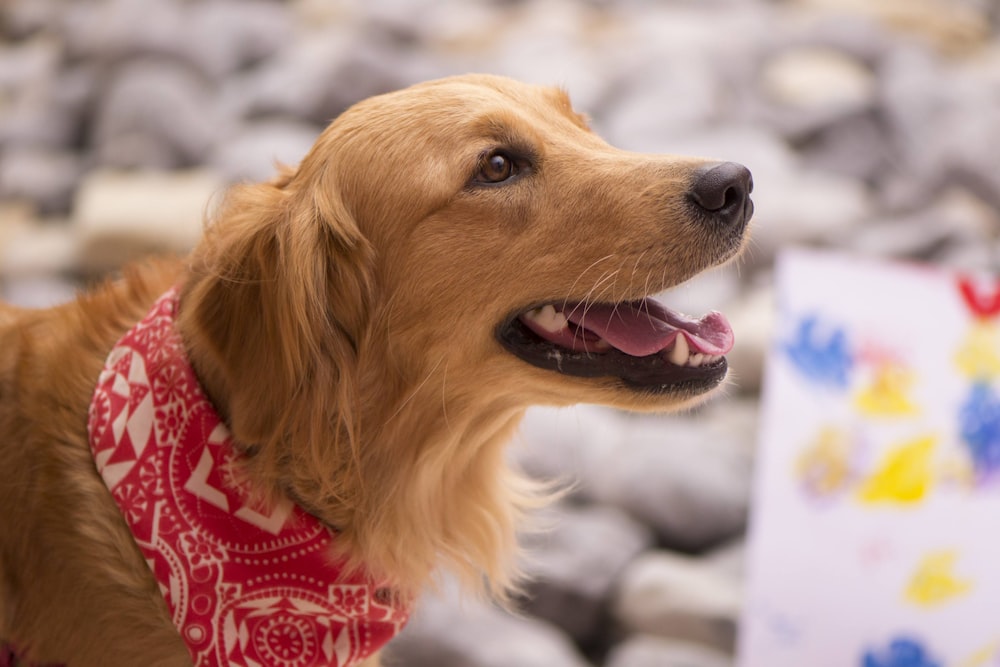 golden retriever wearing red and white scarf