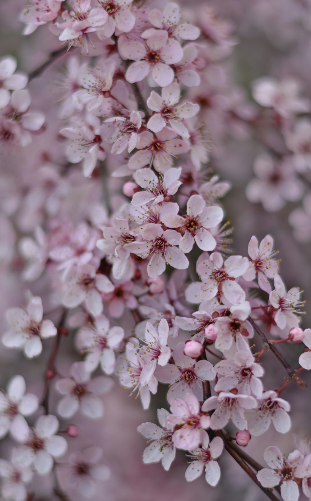 pink cherry blossom in close up photography