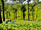 Lush green tea plantation with rows of evenly spaced trees extending across the landscape. Several people are scattered throughout the field, engaged in the activity of picking tea leaves. The well-maintained plantation is bathed in sunlight, creating a vibrant contrast between the bright green foliage and the dark tree trunks. The individuals are wearing colorful clothing and head coverings, focused on their task.