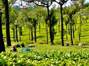 Close-up of tea leaves being carefully handpicked at Inchara Tea Estate.