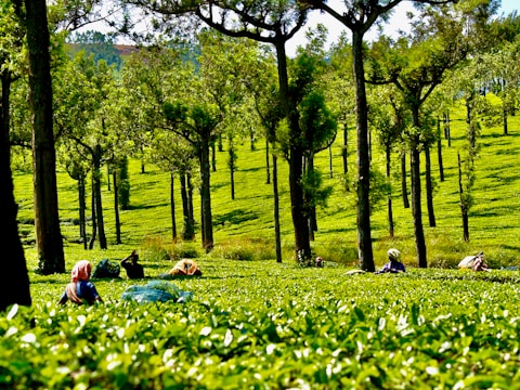 Lush green tea plantation with rows of evenly spaced trees extending across the landscape. Several people are scattered throughout the field, engaged in the activity of picking tea leaves. The well-maintained plantation is bathed in sunlight, creating a vibrant contrast between the bright green foliage and the dark tree trunks. The individuals are wearing colorful clothing and head coverings, focused on their task.