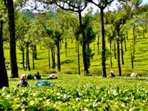 Lush green tea plantation with rows of evenly spaced trees extending across the landscape. Several people are scattered throughout the field, engaged in the activity of picking tea leaves. The well-maintained plantation is bathed in sunlight, creating a vibrant contrast between the bright green foliage and the dark tree trunks. The individuals are wearing colorful clothing and head coverings, focused on their task.